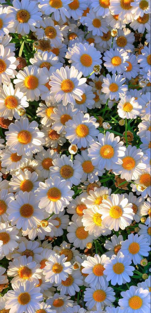 EL BISABOLOL Y SUS BENEFICIOS